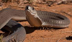The Black Mamba Is One Of The Fastest And Deadliest Snakes In The World Two Drops Of Its Venom Can Kill A Person Black Mamba Snake Black Mamba Snake