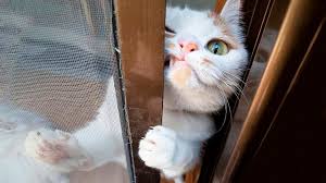 Funniest Animals Try Not To Laugh Funny Domestic And Wild Animals Life 2019 Youtube