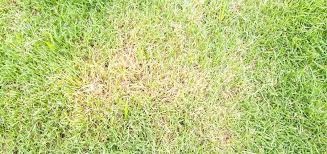 A lithuanian company, biocentras, together with academic partners from. Causes And Solutions To Brown Or Yellow Lawn Patches West Norfolk Lawn Care