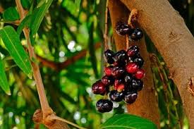 Image result for Syzygium cumini