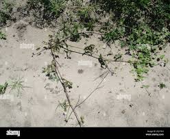 Image result for Ampelocissus africana