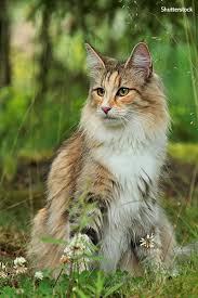 Maine coons for sale in minneapolis. A History Of Big Cats As Another Maine Coon Becomes The World S Longest Feline Guinness World Records