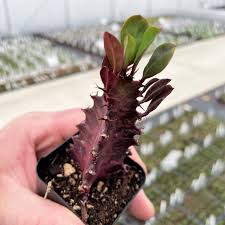 Image result for Euphorbia rubriflora