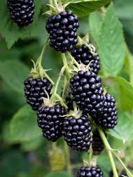 Image result for Rubus