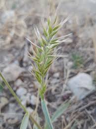 Image result for Enneapogon