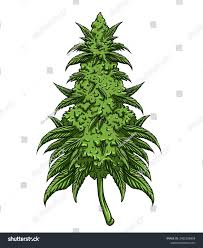 Image result for Cannabaceae