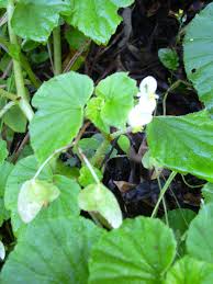 Image result for Begonia hirsutula
