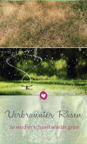 Rasen Verbrannt Das Konnen Sie Tun Um Ihn Zu Retten Rasen Gruner Rasen Gras