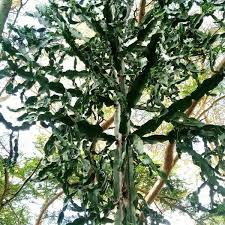 Image result for Euphorbia dawei