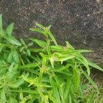 Image result for Cyanotis lanata