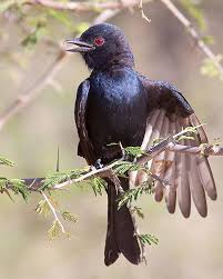 Pin On Birds
