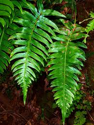 Image result for Blechnaceae