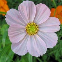 Cosmos Versailles Flush Vanishing Point Farm Cosmos Flower Seeds Summer Flowers