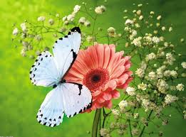 Gambar sketsa kupu kupu dan bunga : Gambar Bunga Dan Kupu Bergerak Lengkap Cikimm Com