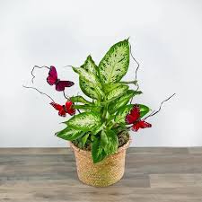 Image result for dieffenbachia flower