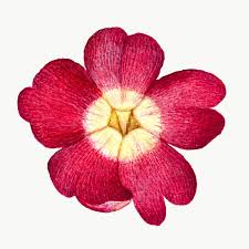 Pin On Vintage Floral