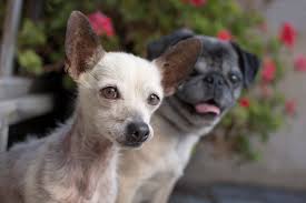 Mom is 65lbs, dad 75lbs. Golden Retriever Puppies Riverside Ca Bmo Show