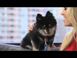 Trainpetdog.com has been visited by 10k+ users in the past month Stop Your Dog S Humping Youtube