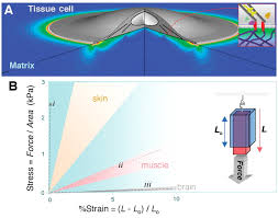 Maybe you would like to learn more about one of these? Tissue Cells Feel And Respond To The Stiffness Of Their Substrate Science