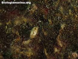 Image result for Galeomma