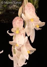 Image result for Scleria schimperiana