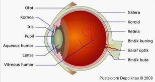 Check spelling or type a new query. Anatomi Manusia Bagian Organ Mata Belajar Seru