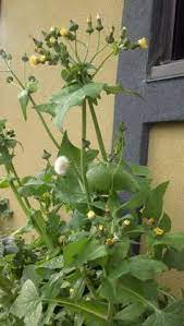 Edible plants edible flowers edible garden how to grow bananas avocado plant soil improvement forest garden tropical fruits small trees. 13 Wild Edibles Of South Florida Ideas Wild Edibles Edible Edible Plants