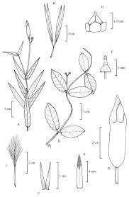 Image result for Dewevrella