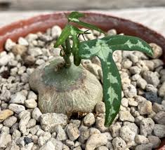 Image result for Adenia kirkii