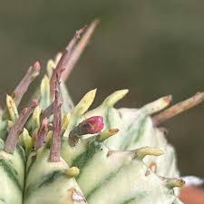 Image result for Euphorbia baylissii