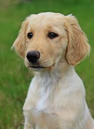 We offer the best care for all of your dogs, cats, and ferrets. City Of Billings Animal Licenses Yellowstone Valley Animal Shelter
