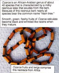 Image result for Ozoroa nitida