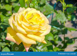 Yellow Tea Rose Elina Hybrid Stock Photo - Image of floral, hybrid: 90233534