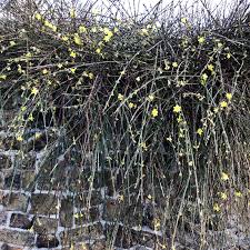 Image result for Jasminum nudiflorum