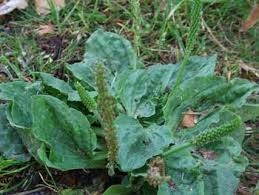 Spotting the weeds in your garden can be quite overwhelming. Weed Identification