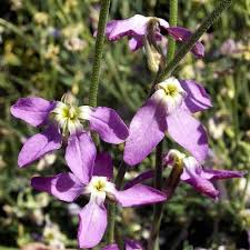 Image result for Matthiola
