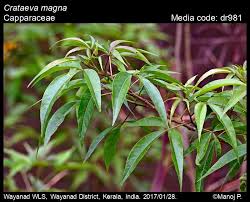 Image result for Crateva