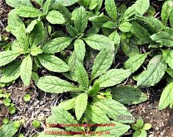 Image result for Cynoglossum lanceolatum