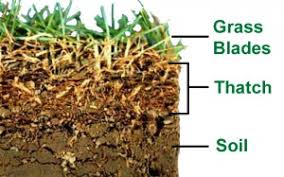 Always cut the grass with a sharp blade and never remove more than a third of its length at one time. Should I Bag Or Mulch My Grass Clippings Tomlinson Bomberger