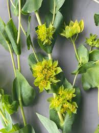 Image result for Bupleurum