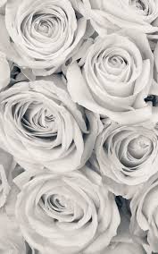 Rose Mist Wallpaper Mural Muralswallpaper White Roses Wallpaper Grey Wallpaper Iphone Mural Wallpaper