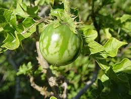 Image result for Solanum