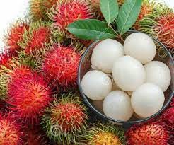 Bagi melihat potensi hasil buah rambutan sepokok, beberapa pokok yang baik telah dipilih untuk dicantas dan keseluruhan buahnya diambil dan direkodkan rambutan deli cheng merupakan antara varieti yang berkualiti dan mempunyai rasa yang enak setanding dengan rambutan anak sekolah. Anak Pokok Rambutan Anak Sekolah Shopee Malaysia