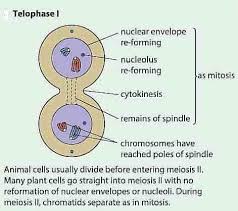 Plant cells entering a telophase stage will show a. Meiosis Stages Phases Of Meiosis 1 And 2 With Diagrams Jotscroll