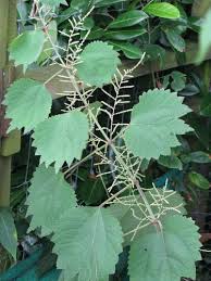 Image result for Boehmeria nivea