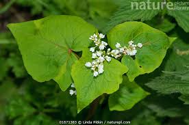 Image result for Fagopyrum