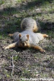 The victim approaches the predator. Hunting Entertainment Squirrel Funny Funny Squirrel Pictures Squirrel Pictures