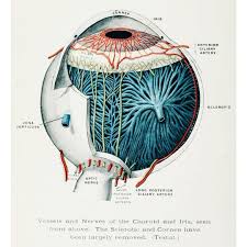 In biology, human biology, physics, and practical courses in medicine, nursing, and therapies. The Optic Pit On Instagram Non Pathological Eyeball Anatomy Eye Ear Nose And Throat A Manual For Students And Practition Eyeball Anatomy Art Pathology