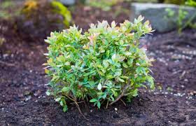 Soil ph is determined on a scale from zero to 14, with seven being a neutral ph that is neither acidic nor alkaline. How To Make Soil Acidic For Blueberries Lower Ph Backyarddigs