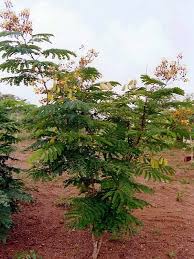 Image result for Caesalpinia sappan